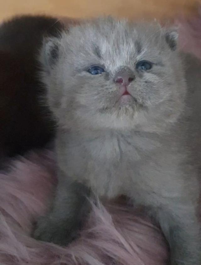 น้องดญ. บริติช ช็อตแฮร์ British Shorthair 3