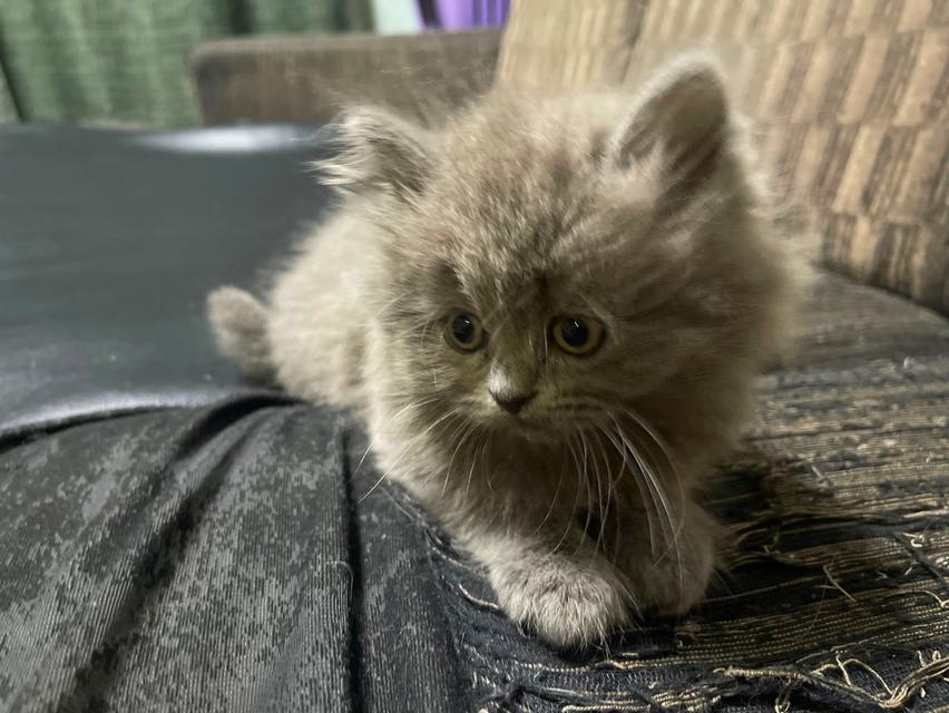 แมวสีไลแลค-ทั้งตัว (Lilac cat) 5