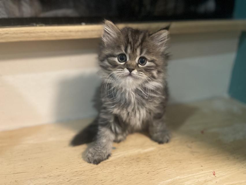 แมวเสือ(หญิง)เกิด 19/9/68