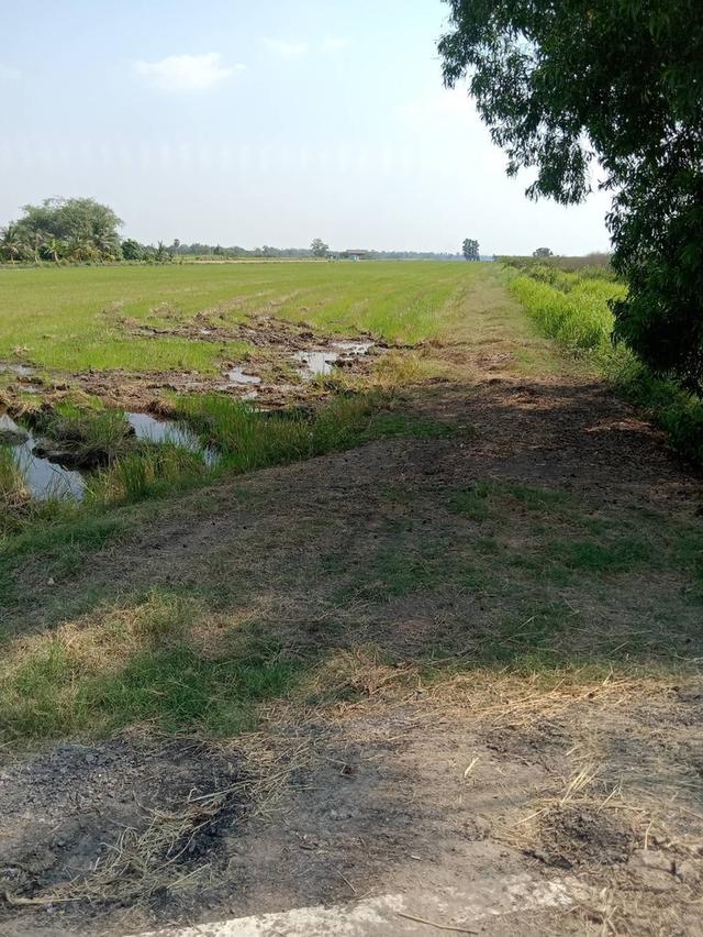 ขายที่ดิน 62 ไร่ 3งาน 15ตารางวา ต.บึงศาล อ.องครักษ์ จ.นครนายก 1