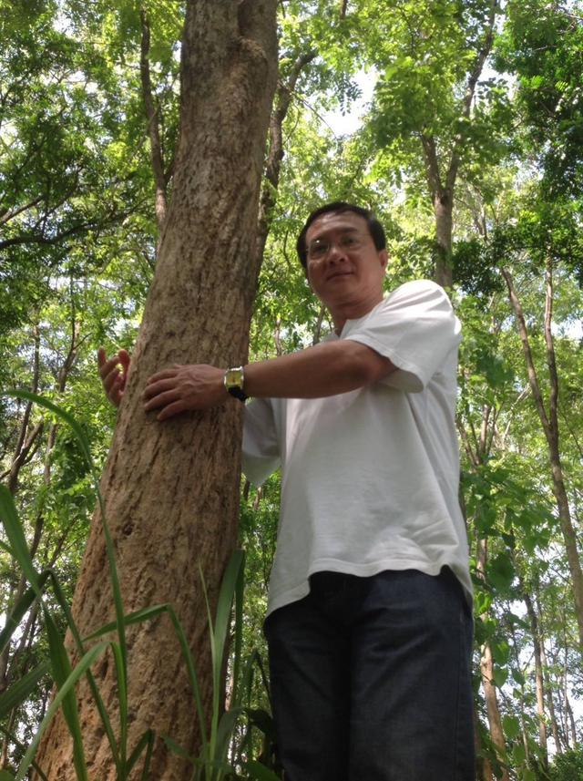 ขายไม้ใหญ่ ยกสวน 1200 ต้น ราคาพิเศษมาก จดทะเบียนต้นไม้ถูกต้อ 1