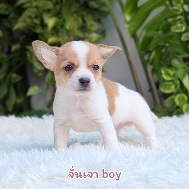 ขิวาวาขนสั้นสายพันธุ์แท้ รูปที่ 2