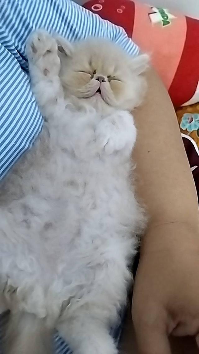 แอคโซติกขนยาว 2