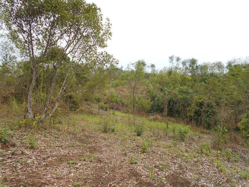 ที่ดินติดลำห้วย บ้านผาแดง ต.นายม อ.เมือง จ.เพชรบูรณ์ 6