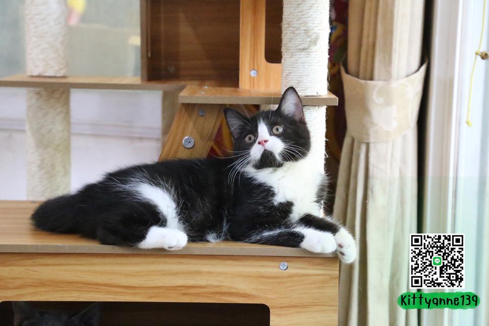 ลูกแมวบริติชหิมาลายันพร้อมย้ายบ้าน รูปที่ 12