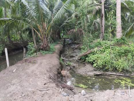 ที่ดินร่องสวน เหมาะทำที่พัก โฮมสเตย์ 3