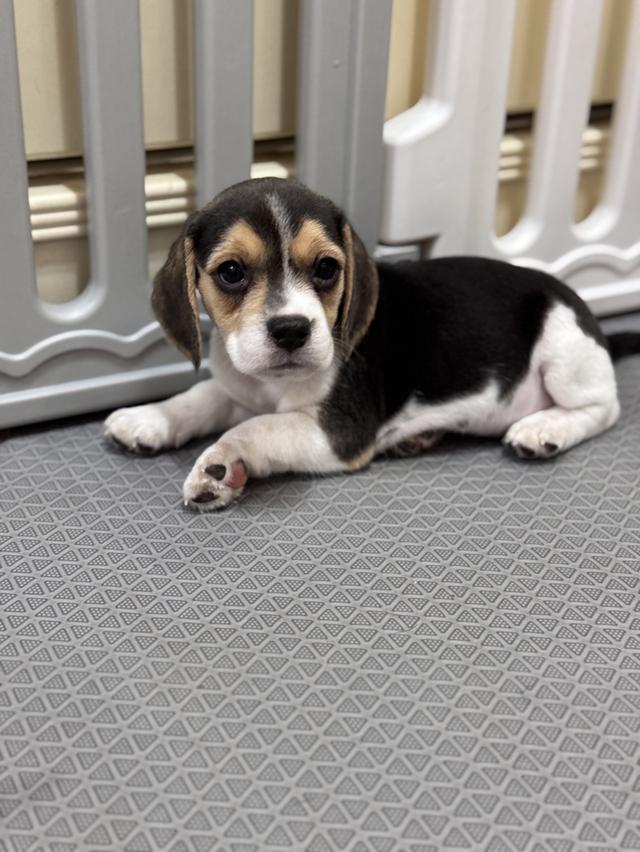 บีเกิ้ล (Beagle) Female ด.ญ 💯🏡 2