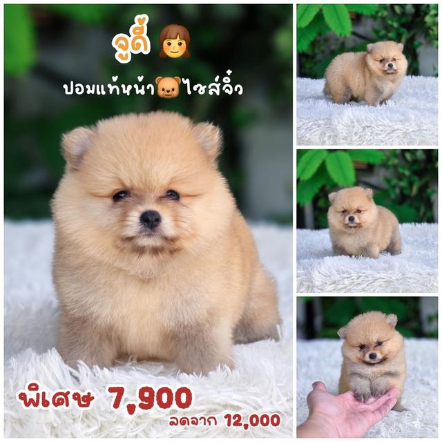 ปอมแท้สีส้ม เพศเมีย พร้อมย้ายบ้าน