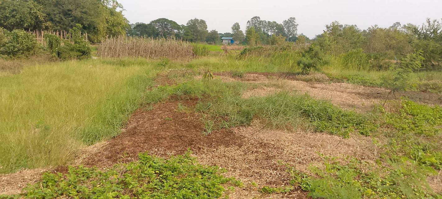 ที่ดินเปล่าใช้ปลูกบ้านทำสวน 9