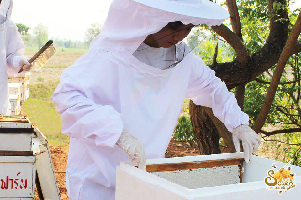 วิธีเก็บน้ำผึ้งจากฟาร์มผึ้ง 3
