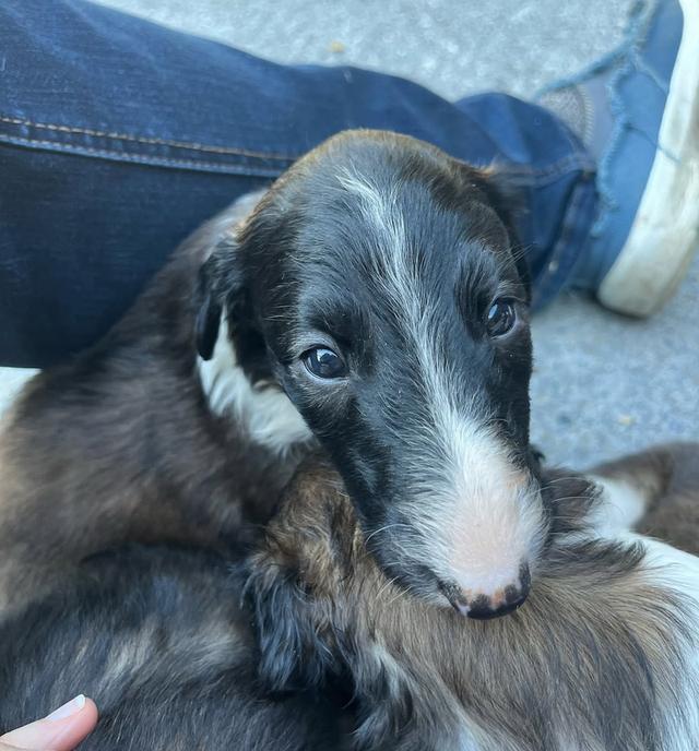 ขายลูกสุนัข Borzoi 3