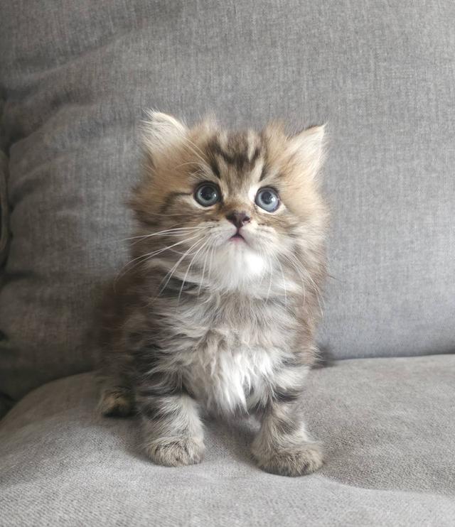 สก็อตติชโฟลด์ ปุ้กลุ้กจัง