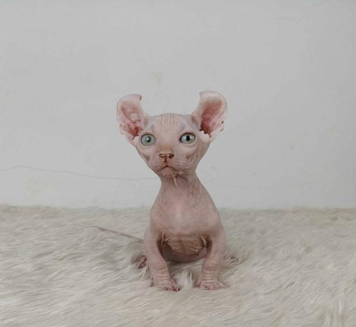 30.แมวดเวล/เพศผู้ หาบ้าน Dwelf Cat/Male looking for a new home