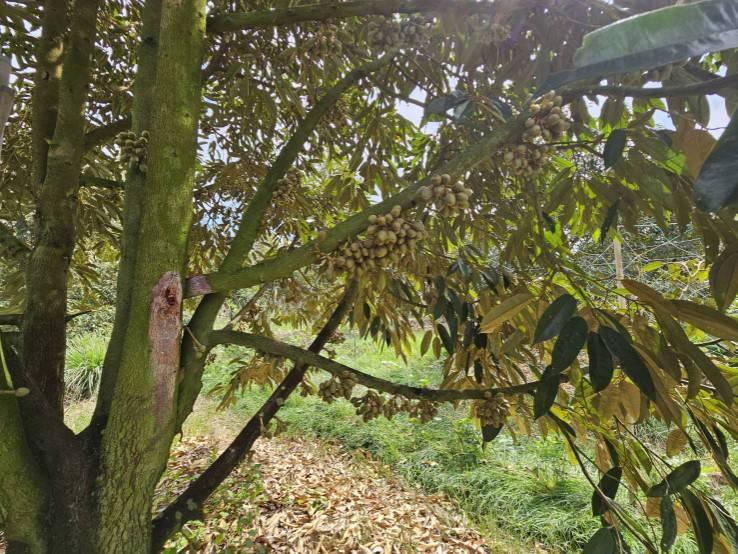 ขายที่ดินพร้อมสวนผลไม้ 5 ไร่  อำเภอนายายอาม จันทบุรี 4