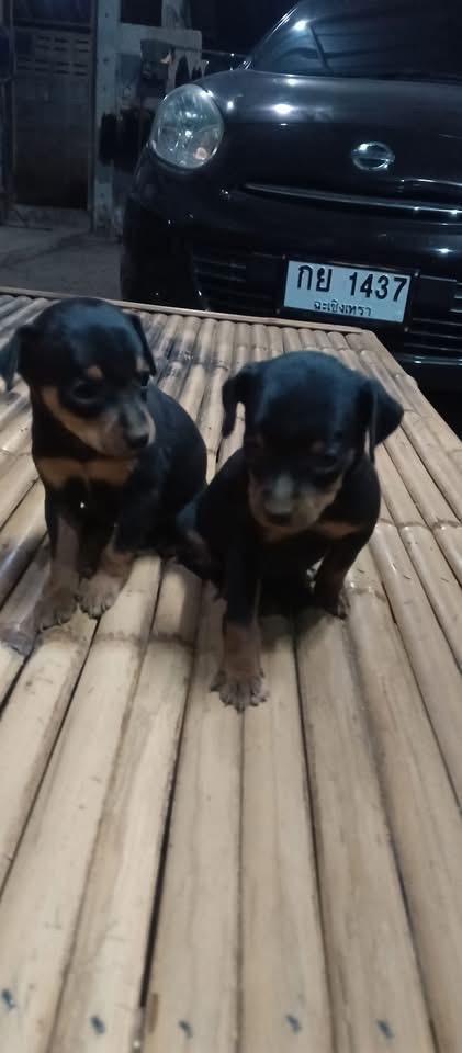 ขายเหมา 2 ตัว Miniature Pinscher 3