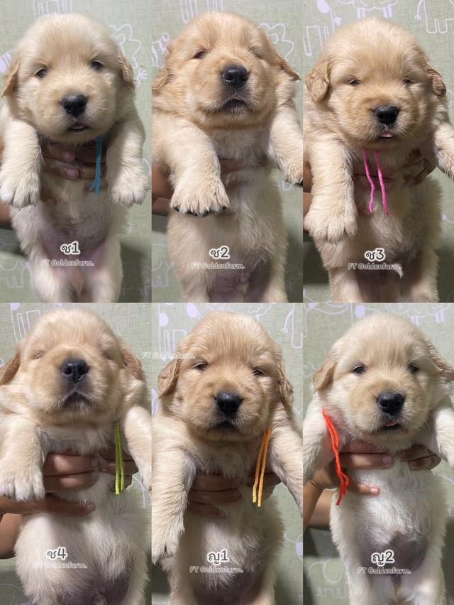 โกลเด้นรีทีฟเวอร์แท้