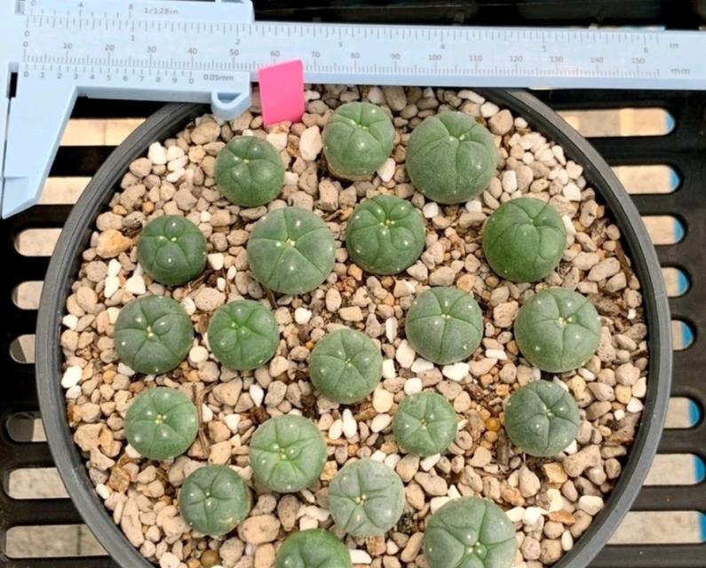 Lophophora Hybrid 3