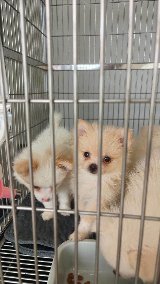 ขายสุนัขพันธ์ุปอมทีคัพ อายุ 2 เดือน เพศผู้ และ เมีย ทำวัคซีนรวมแล้ววัยกำลังซน รูปย่อยที่ 3