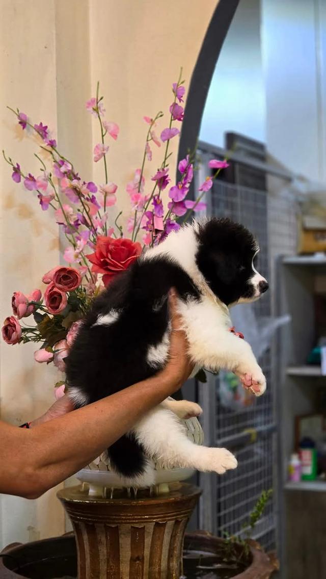 ขาย Border Collie หมาน้อยขนฟู 2