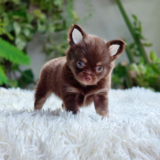 ชิวาวาขนยาวChihuahuaแท้สีช็อค รูปที่ 5