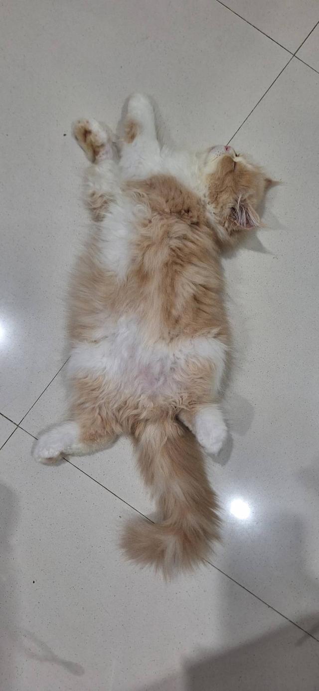 ลูกแมวแอคโซติก 6