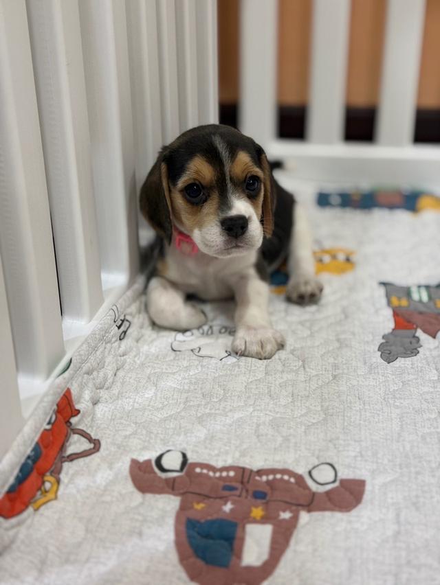 บีเกิ้ล (Beagle) Female ด.ญ 💯🏡 14