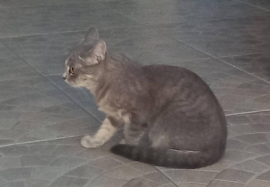 แมว พันธ์ผสม วิเชียรมาศ กะ สก็อตติส รูปที่ 6