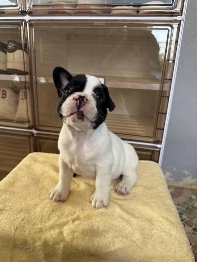 สุนัขพันธุ์ เฟรนบูลด็อก