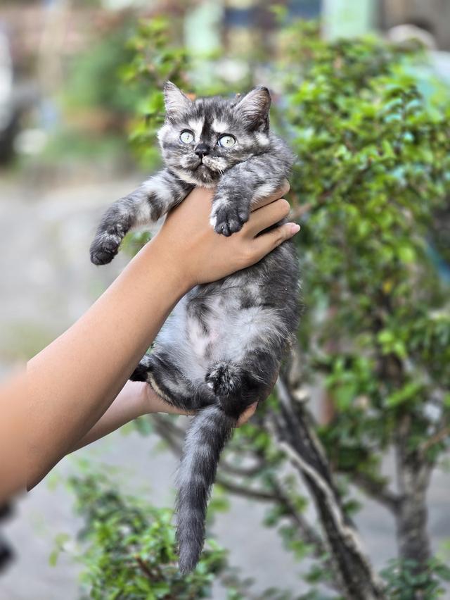 ส ก็ อ ต ติ ช โฟ ล ด์ รูปที่ 4