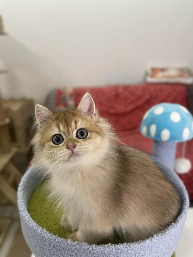 British Longhair WCF 11