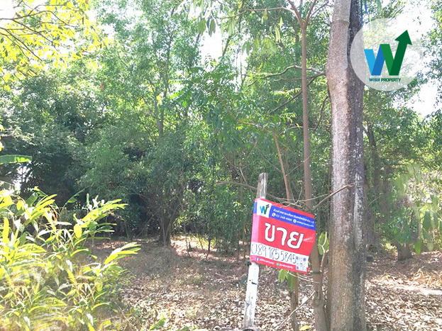 ขายที่ดินเปล่า 63 ตร.ว. น้ำไฟเข้าถึงแล้ว กว้าง 14 ม. ลึก 18 ม. รูปสี่เหลี่ยมผืนผ้า ใกล้โรงเรียนชุมชนบึงบาหนองเสือ 8