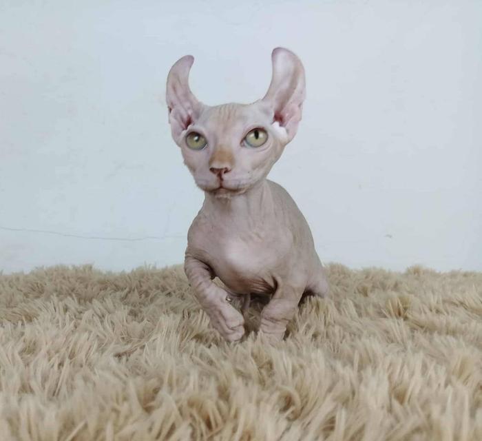 30.แมวดเวล/เพศผู้ Dwelf Cat/Male