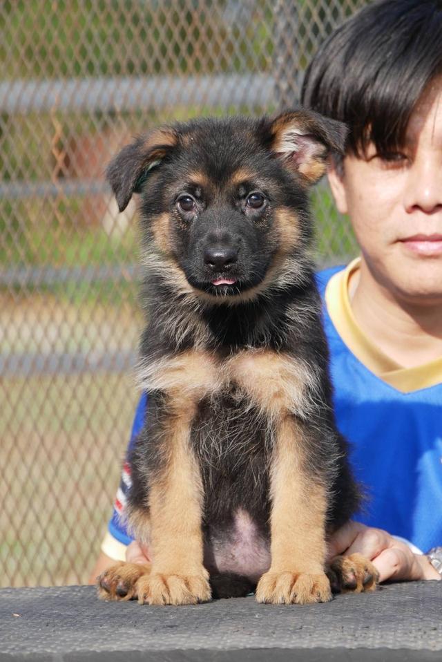 ลูกสุนัขเยอรมันเชพเพริด รูปที่ 6