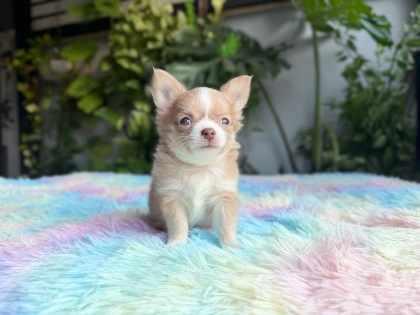 ชิวาวาแท้ขนยาว เพศผู้ พร้อมย้ายบ้าน 7