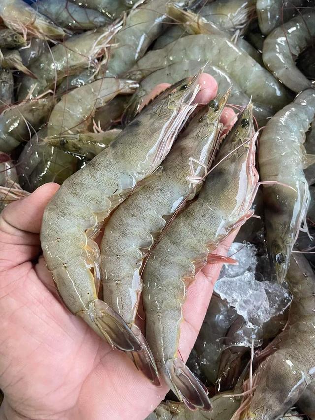 กุ้งขาวสดๆใหม่ 3