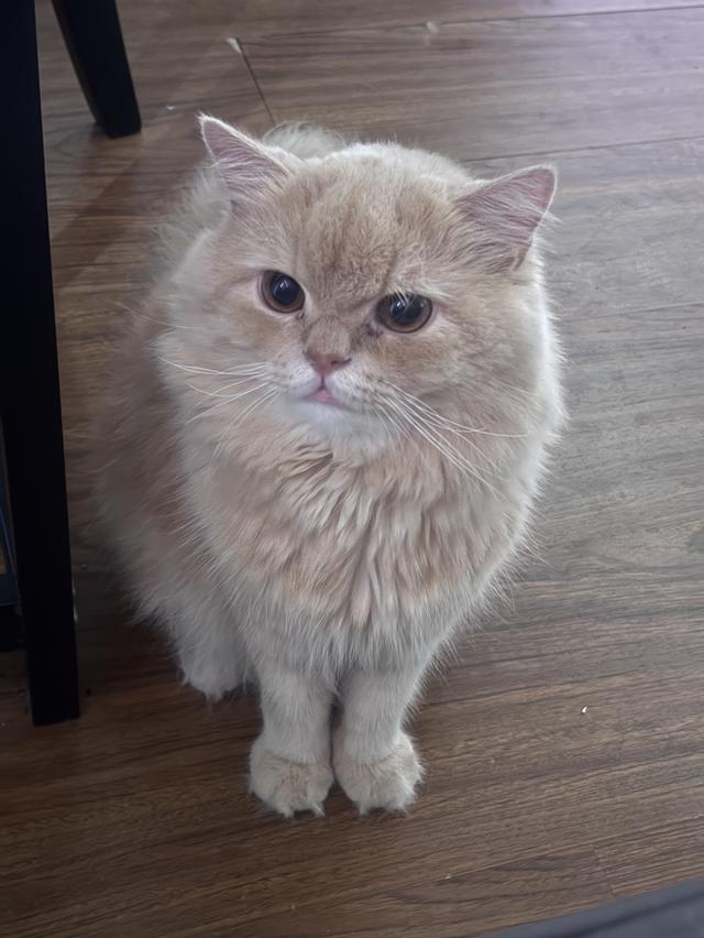 Persian cat called leo รูปที่ 3
