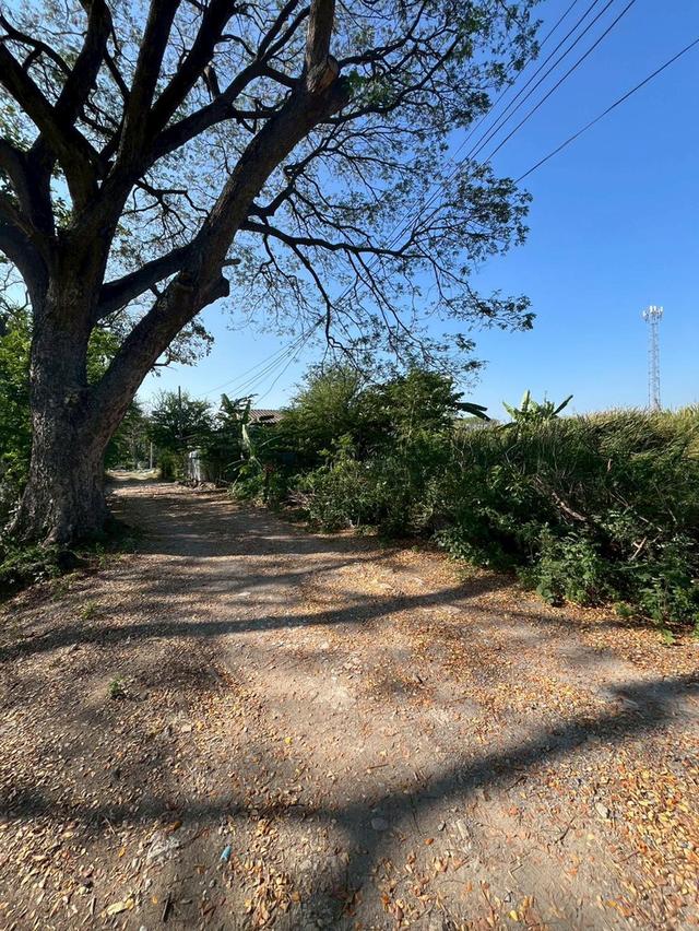 ที่ดิน ซอยทองคำ 3 ใกล้เซ็นทรัลเวสเกตุ พื้นที่ 77 ตารางวา บางบัวทอง นนทบุรี 2