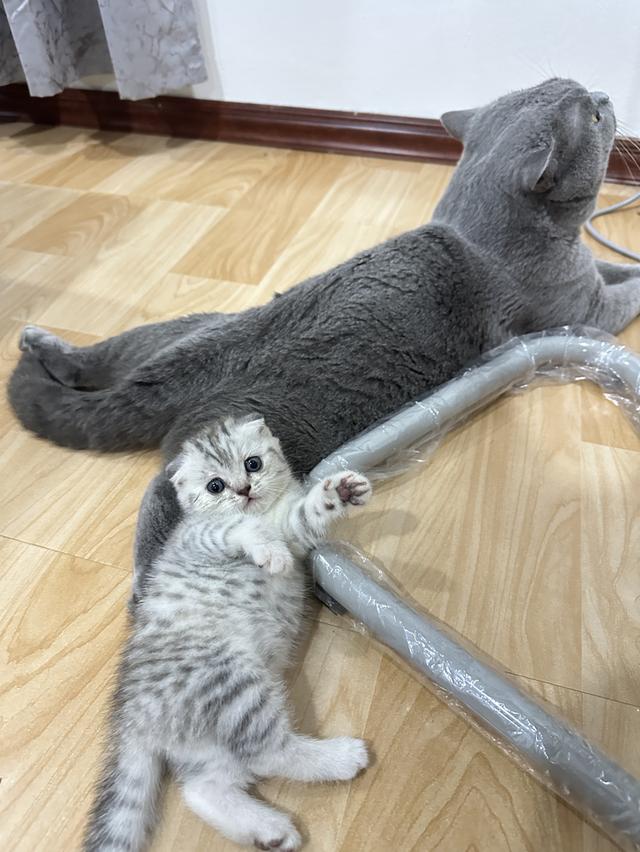แมวพันธุ์สก๊อตติสเเท้ ญ 3