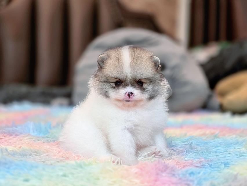 ปอมเมอเรเนียนแท้ เพศผู้ ทีคัพ รูปที่ 9