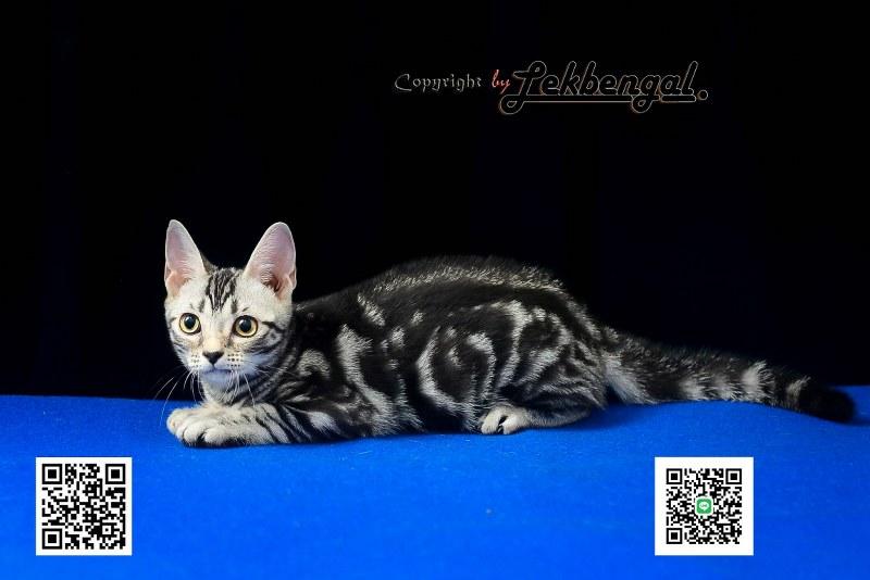 ลูกแมวสุดสวยตัวสุดท้าย อเมริกันชอตแฮร์พันธุ์แท้