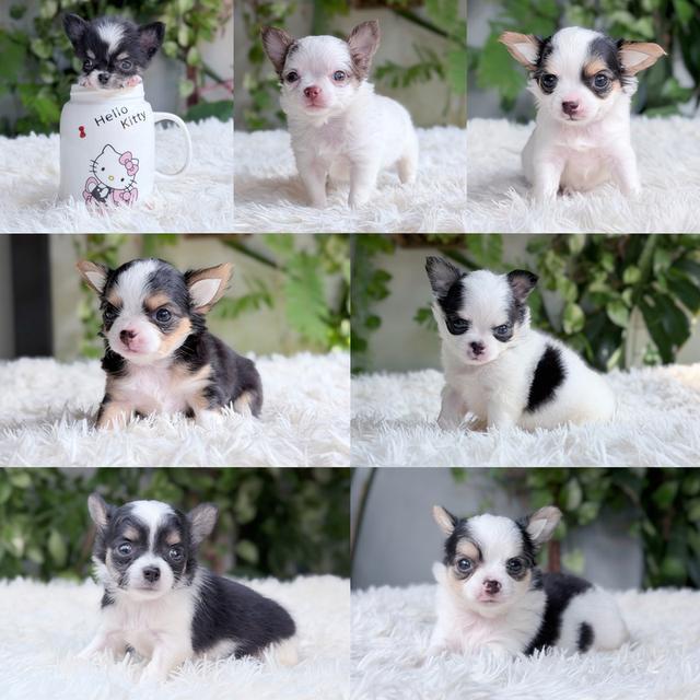 ชิวาวาแท้ขนยาว  พร้อมย้ายบ้าน