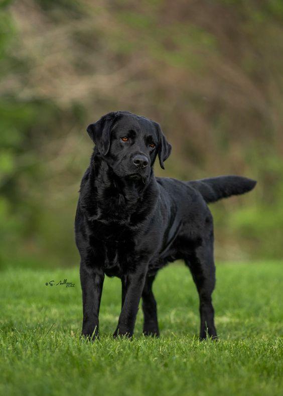 ลาบราดอร์ รีทีฟเวอร์ (labrador retriever)