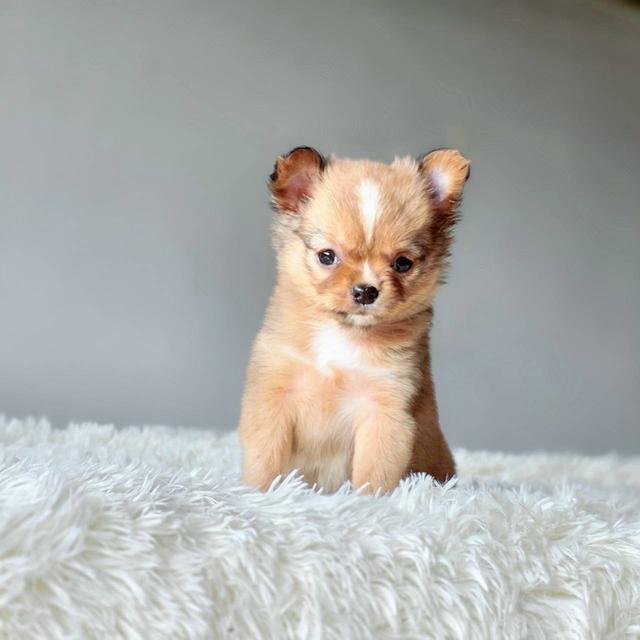 ชิวาวาแท้ขนยาว เพศเมีย รูปที่ 4