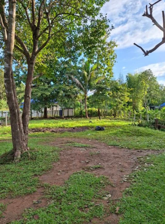ขายที่ดิน ที่สวนแม่ฮ่องสอน 4