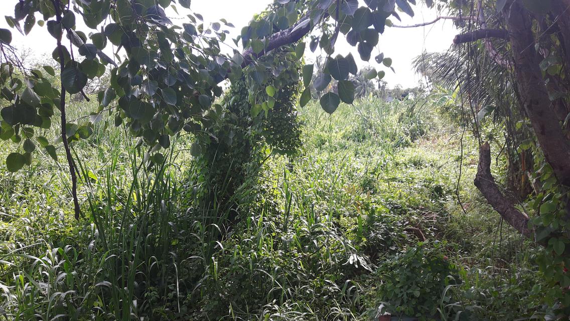 ขายที่ดินจรัญสนิทวงศ์ 23  จำนวน  8 ไร่ 2 งาน 15 ตารางวา 5