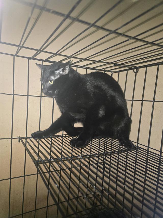 แมวโกญจา 10