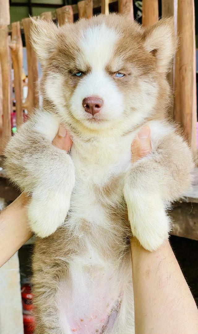 ไซบีเรียนวูดลี่โค้ช หญิงทั้งสาม สายเลือดอากัวติ