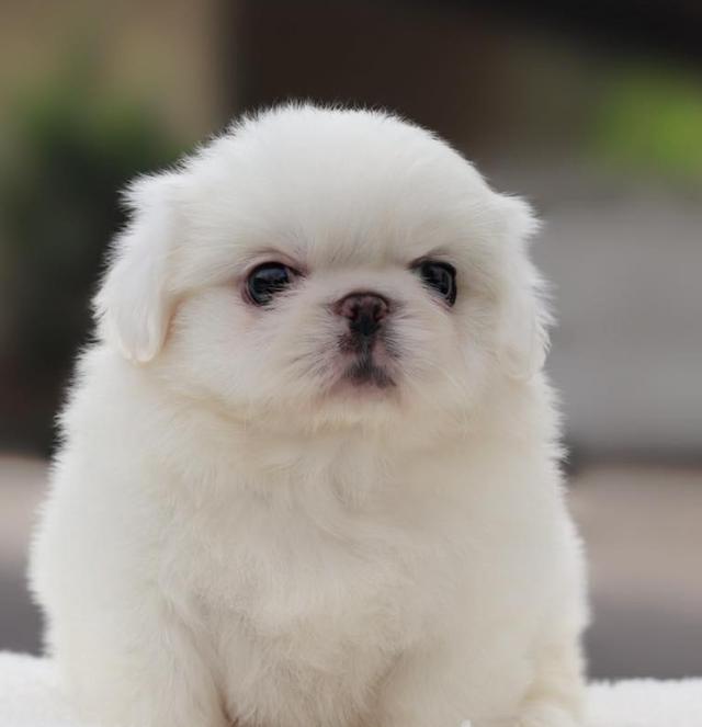 ขาย Pekingese ขนสีขาว 4