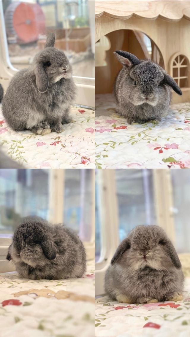 ลูกกระต่าย ฮอลแลนด์ลอป