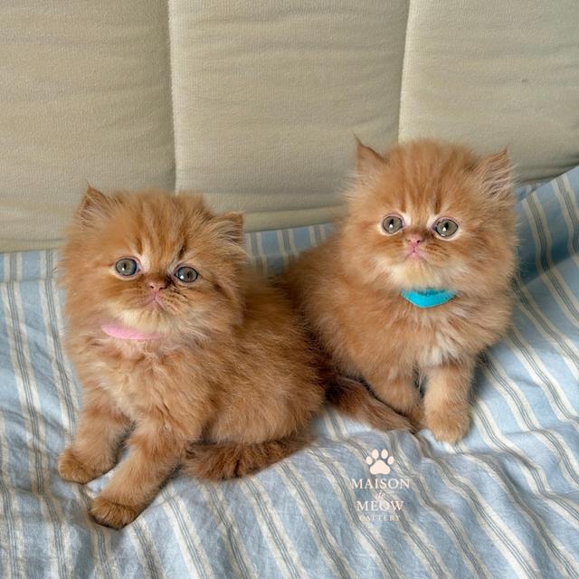 เปอร์เซีย สีส้ม หน้าบี้ อ้วนๆ
